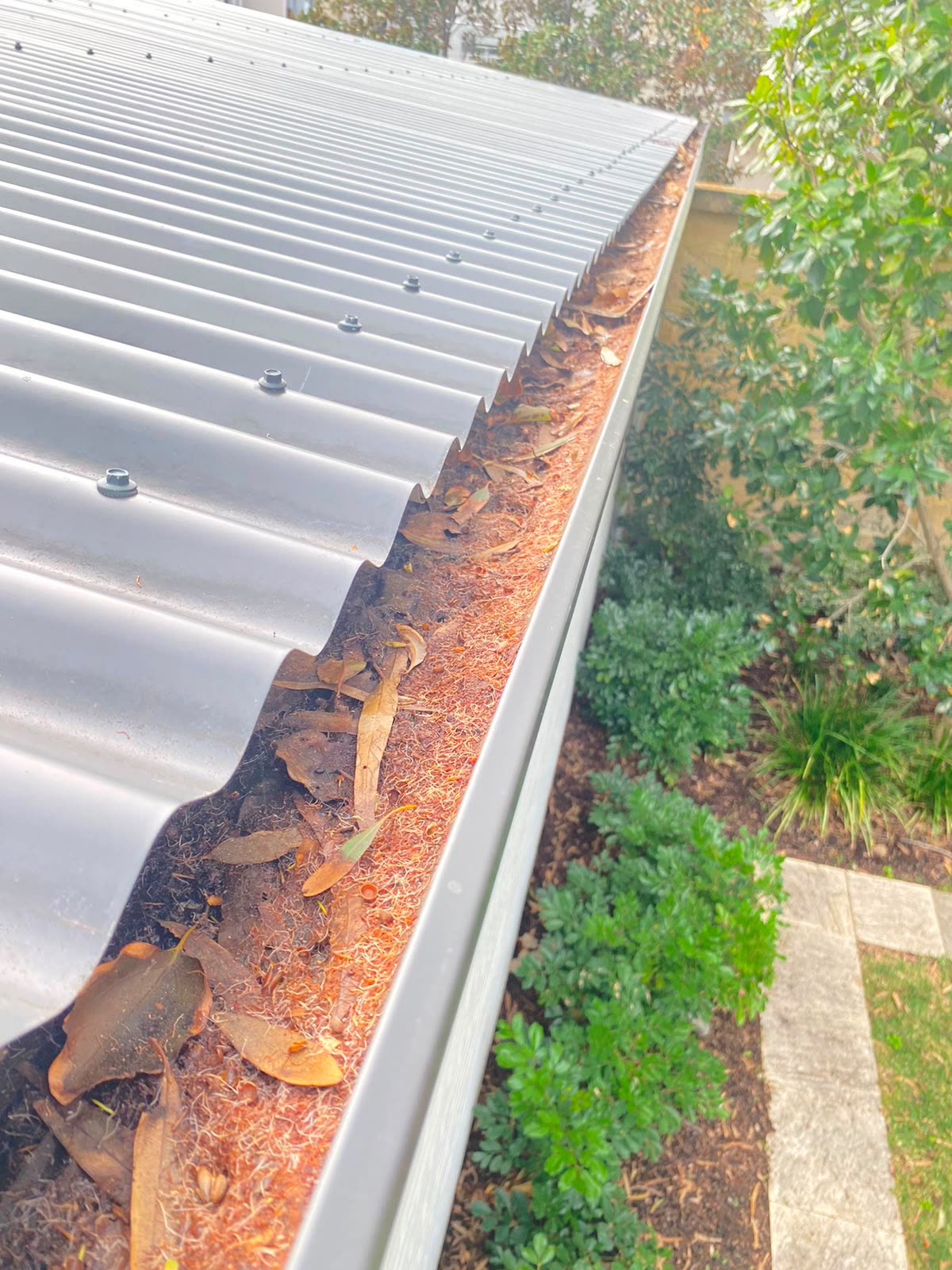 Gutter packed with leaves and needles before gutter cleaning in Perth